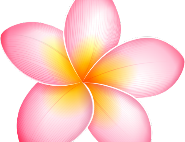 Plumeria Clipart Yellow - Png Download (640x480), Png Download