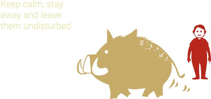When You Meet A Wild Boar Clipart (850x484), Png Download