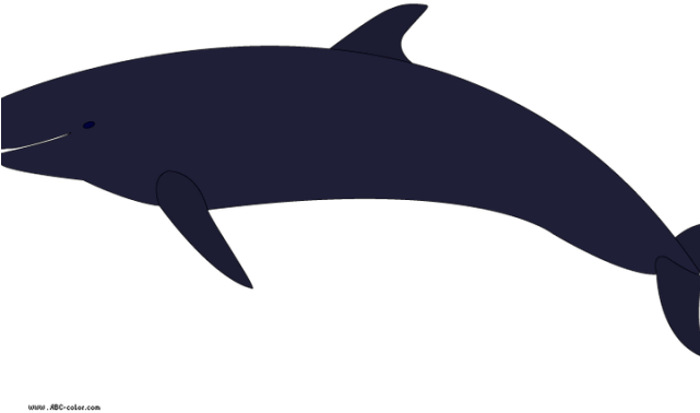 Killer Whale Clipart Transparent - Png Download (640x480), Png Download