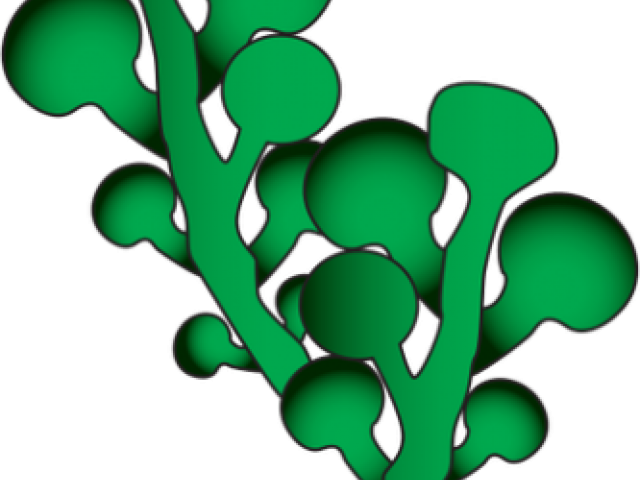 Seaweed Clipart Green Seaweed - Png Download (640x480), Png Download