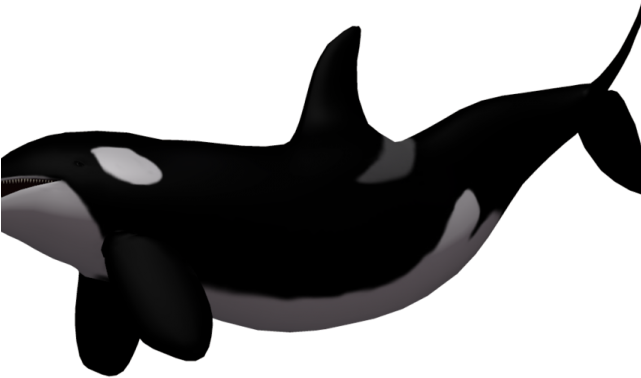 Killer Whale Clipart Whale Dolphin - Png Download (640x480), Png Download