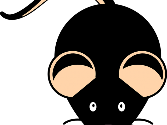 Rodent Clipart Simple Mouse - Png Download (640x480), Png Download