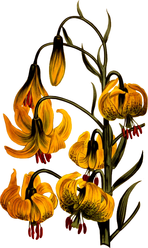 Medium Image Clipart (474x793), Png Download