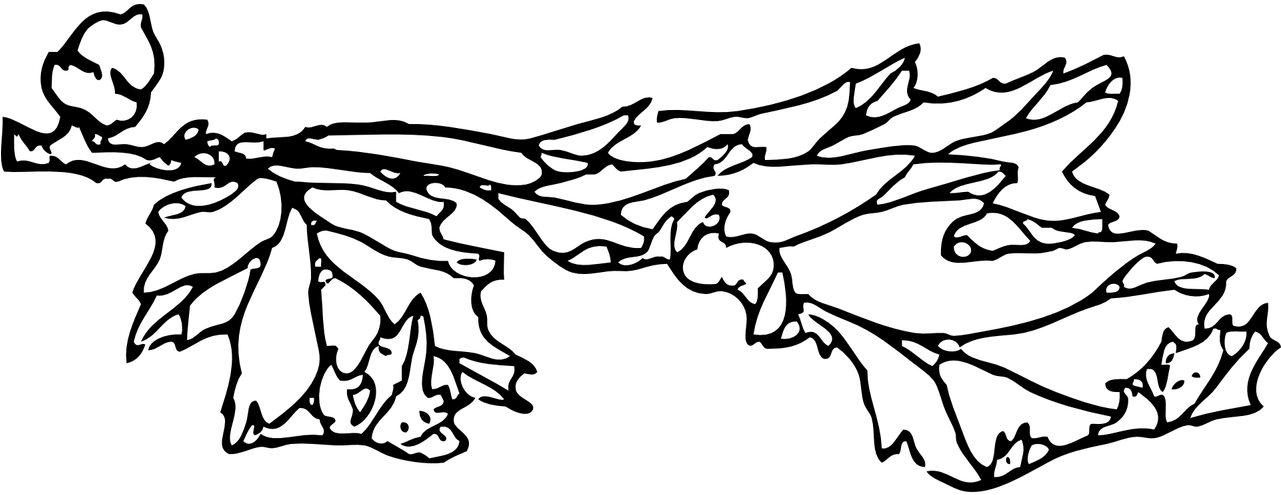 Acorn And Leaf Black White Line Art 999px 74 Clipart (999x381), Png Download