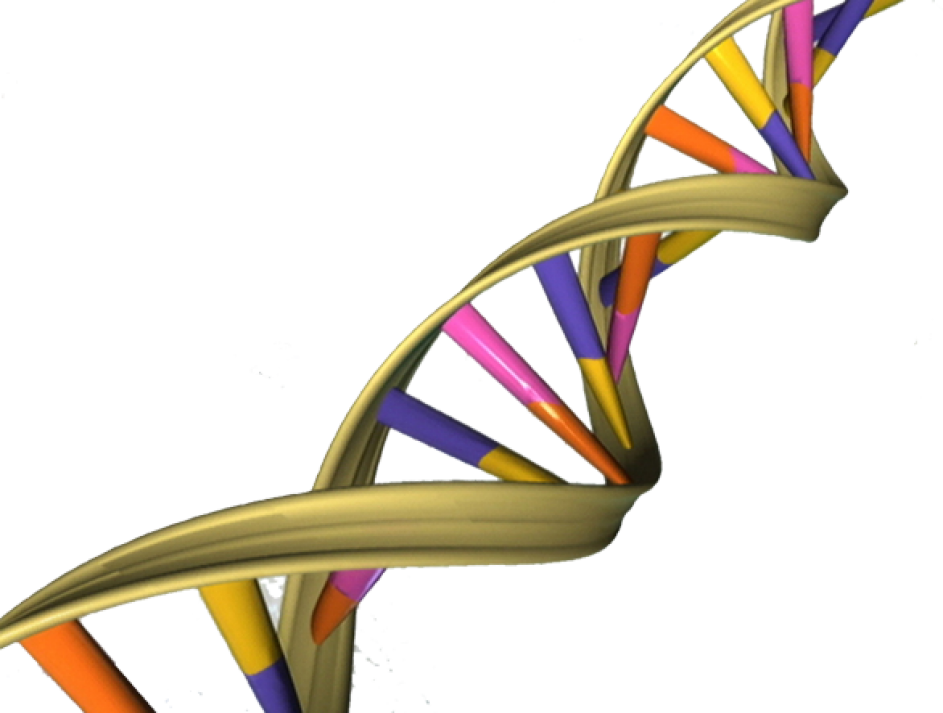 Can Most Americans Be Identified By A Relative's Dna Clipart (943x713), Png Download