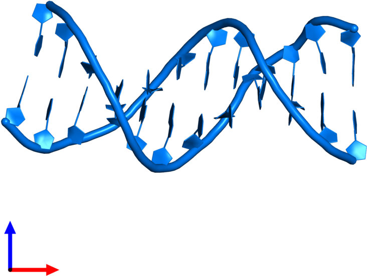 Pdb Entry 1bna Contains 2 Copies Of Dna 3') In Assembly Clipart (800x800), Png Download