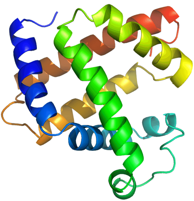 The 3d Structure Of The Myoglobin Protein Clipart (728x789), Png Download