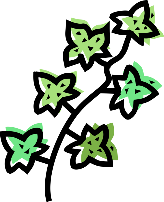 Plant Leaves Image Illustration Clipart (568x700), Png Download