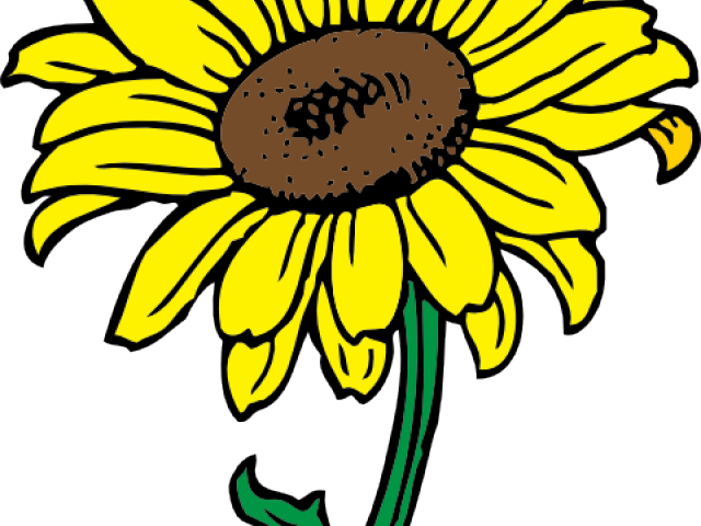 Flowers Color Clipart Sunflower - Png Download (640x480), Png Download