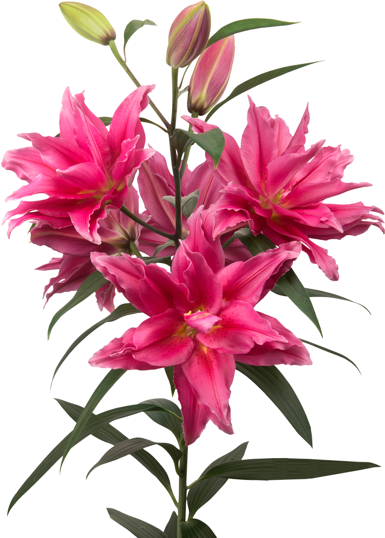 Stargazer Lily Clip Art - Png Download (1100x1100), Png Download