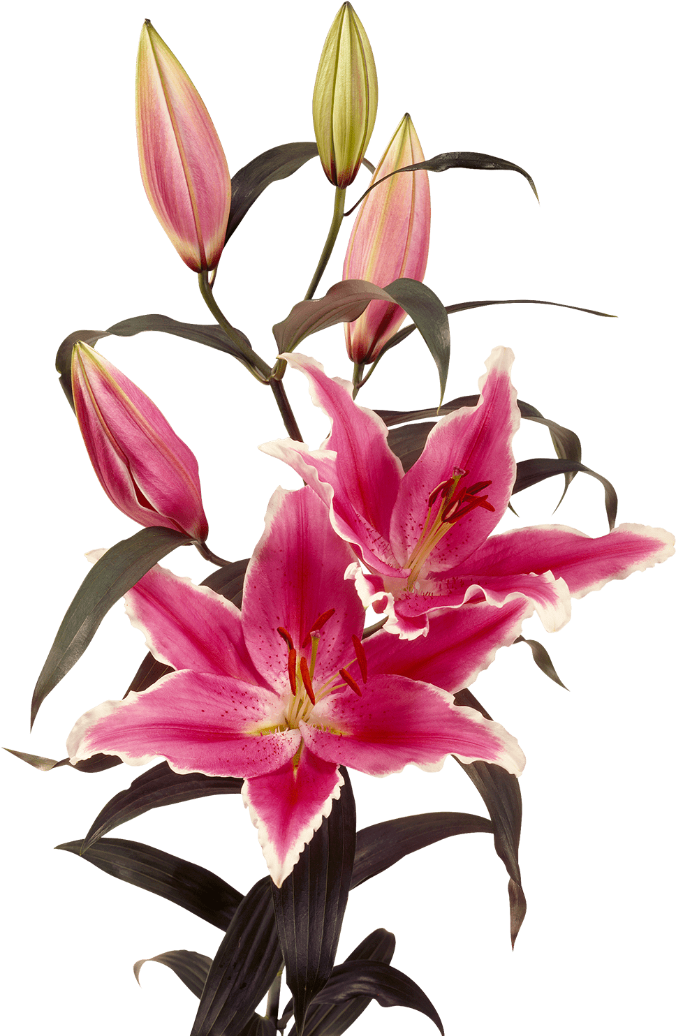 Oriental Lily Oriental Lily Oriental Lily Clipart (1200x1600), Png Download