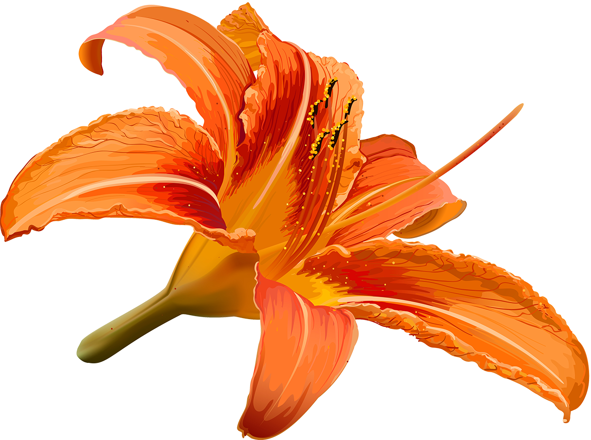 Vector Library Stock Flower Hibiscus Transprent Png Clipart (1200x895), Png Download