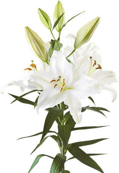 Nova Zembla Clipart (559x580), Png Download