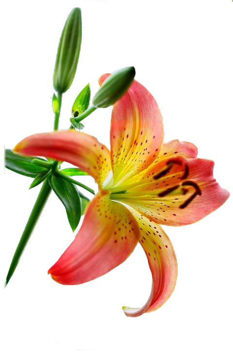 Stargazer Lily Clip Art - Png Download (480x730), Png Download