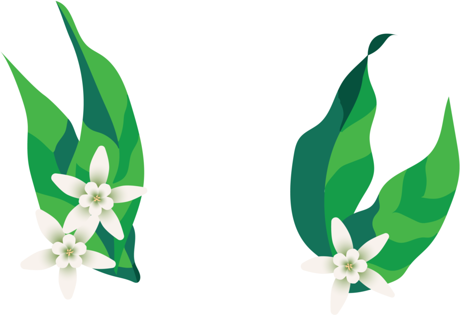 Top Shelf Ethiopia Yachi Kachise Clipart (924x633), Png Download