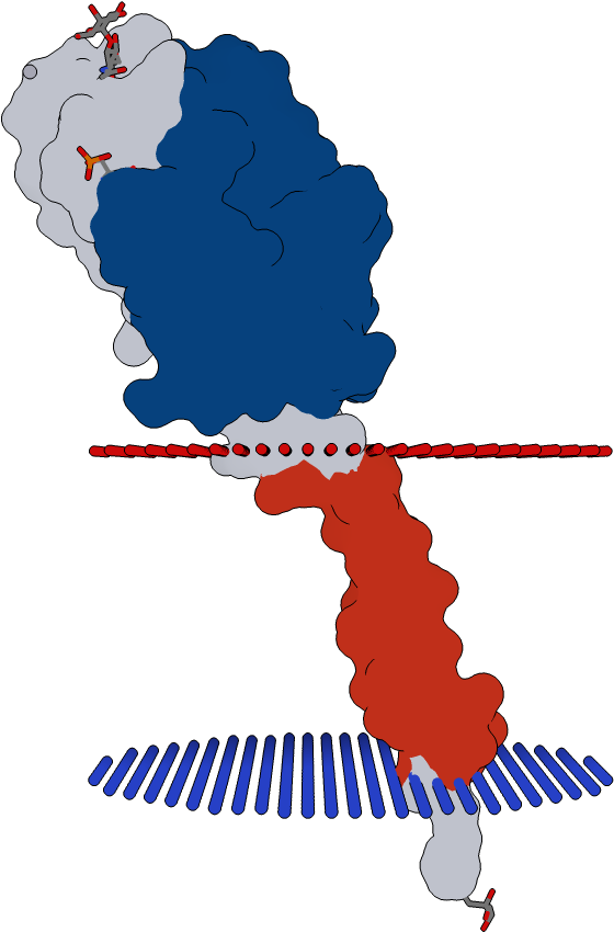 Transmembrane Flat Surface Display Opm Clipart (1000x1000), Png Download