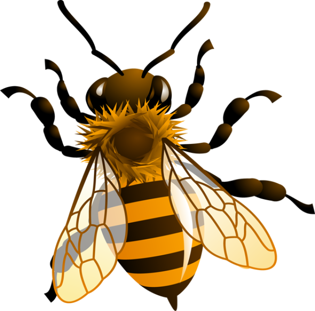 Clipart Of Bee, Honey And Bee The - Png Download (640x631), Png Download