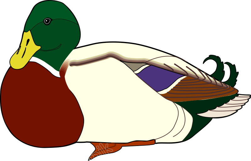 Vector Duck Flying Bird Clipart (800x514), Png Download