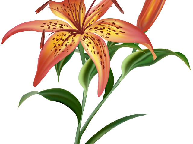 Orange Flower Clipart Tiger Lily Flower - Png Download (640x480), Png Download