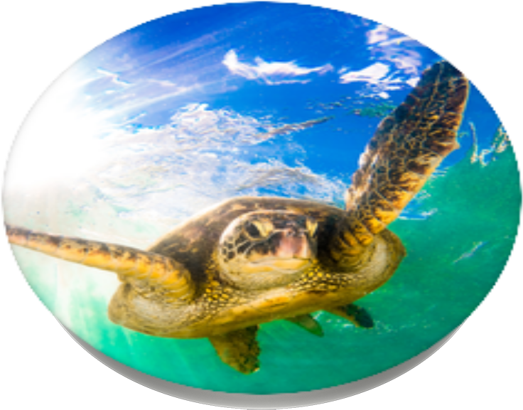 Hawaiian Sea Turtle, Popsockets Clipart (989x1000), Png Download