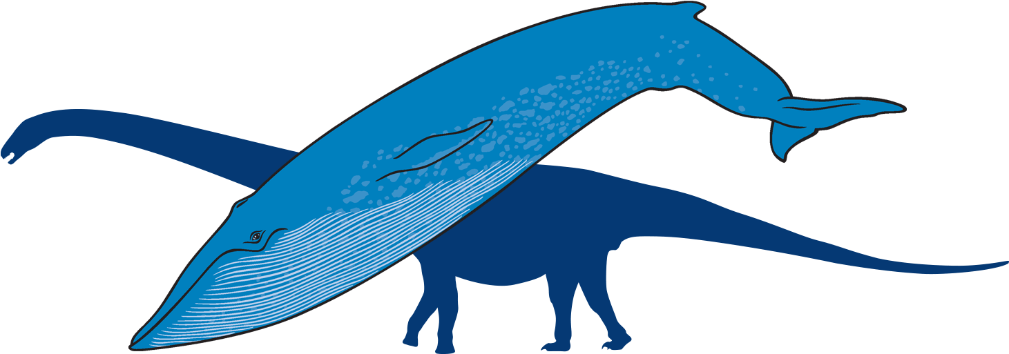 Blue Whale With Outline Of Titanosaur In Background Clipart (1500x608), Png Download