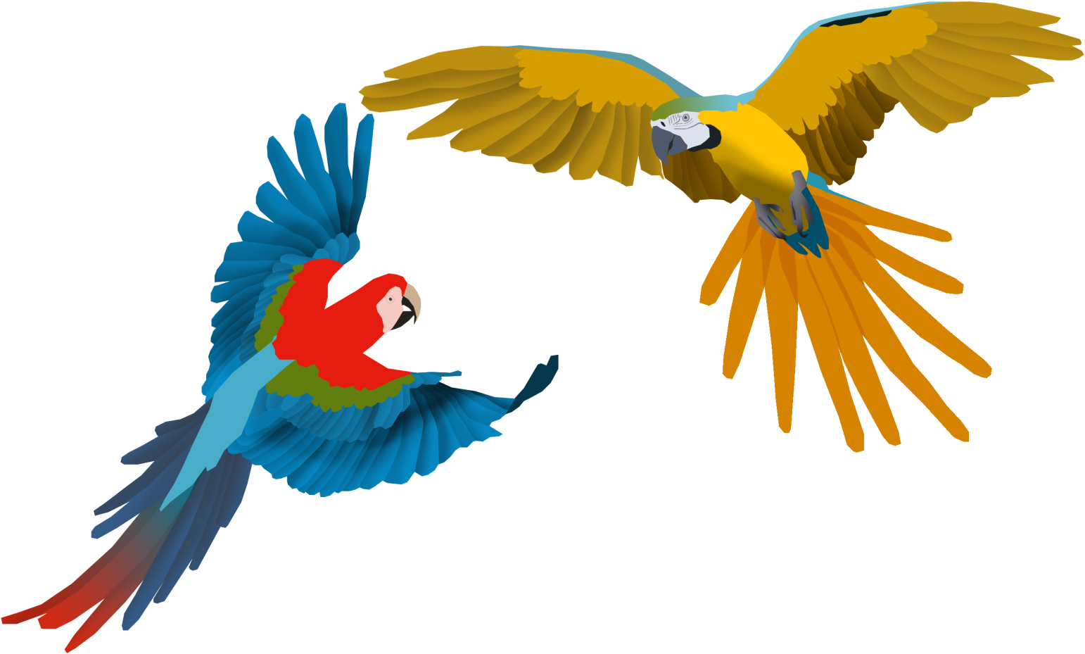 Macaw Clipart Flying - Png Download (1599x991), Png Download