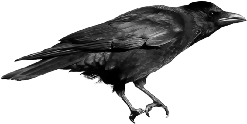 Free Png Download Crow Png Images Background Png Images Clipart (850x510), Png Download