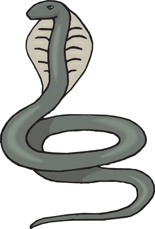 Picture Transparent Download Collection Of Free Cobra Clipart (500x738), Png Download