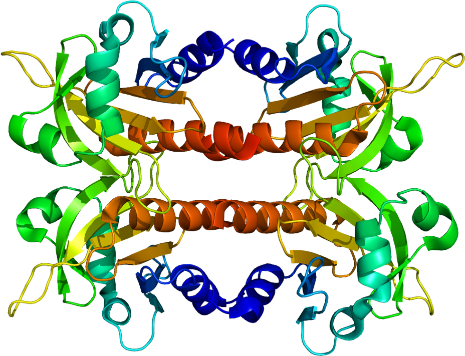 Cytology Clipart - Png Download (977x760), Png Download