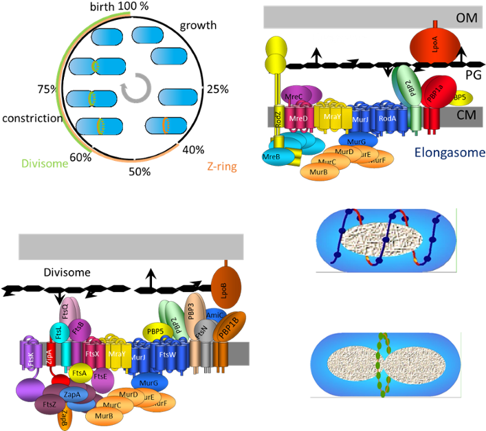 Studying Bacterial Growth Clipart (741x636), Png Download