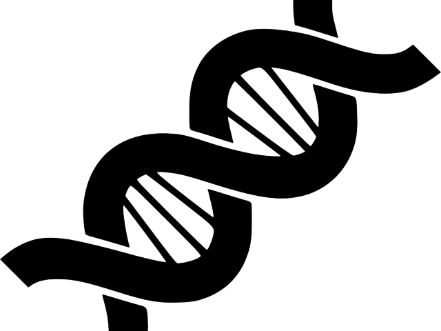 Dna Structure Clipart Transparent - Png Download (640x480), Png Download
