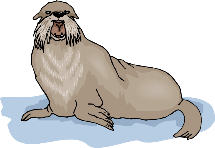 Walrus Background Png Clipart (750x530), Png Download