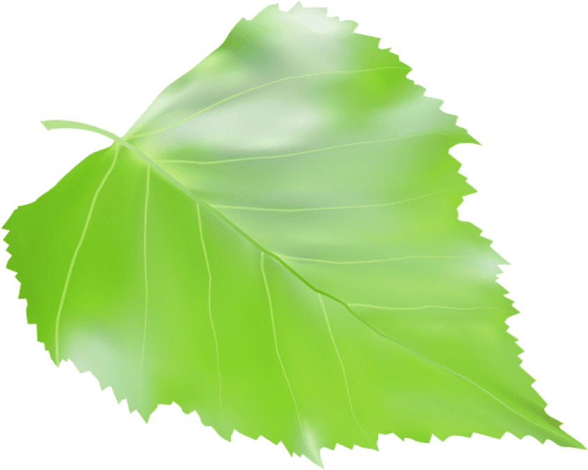 Free Png Download Birch Leaf Transparent Clipart Png (850x686), Png Download