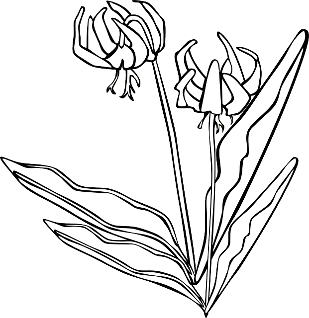 Day Lily Clip Art - Png Download (621x640), Png Download