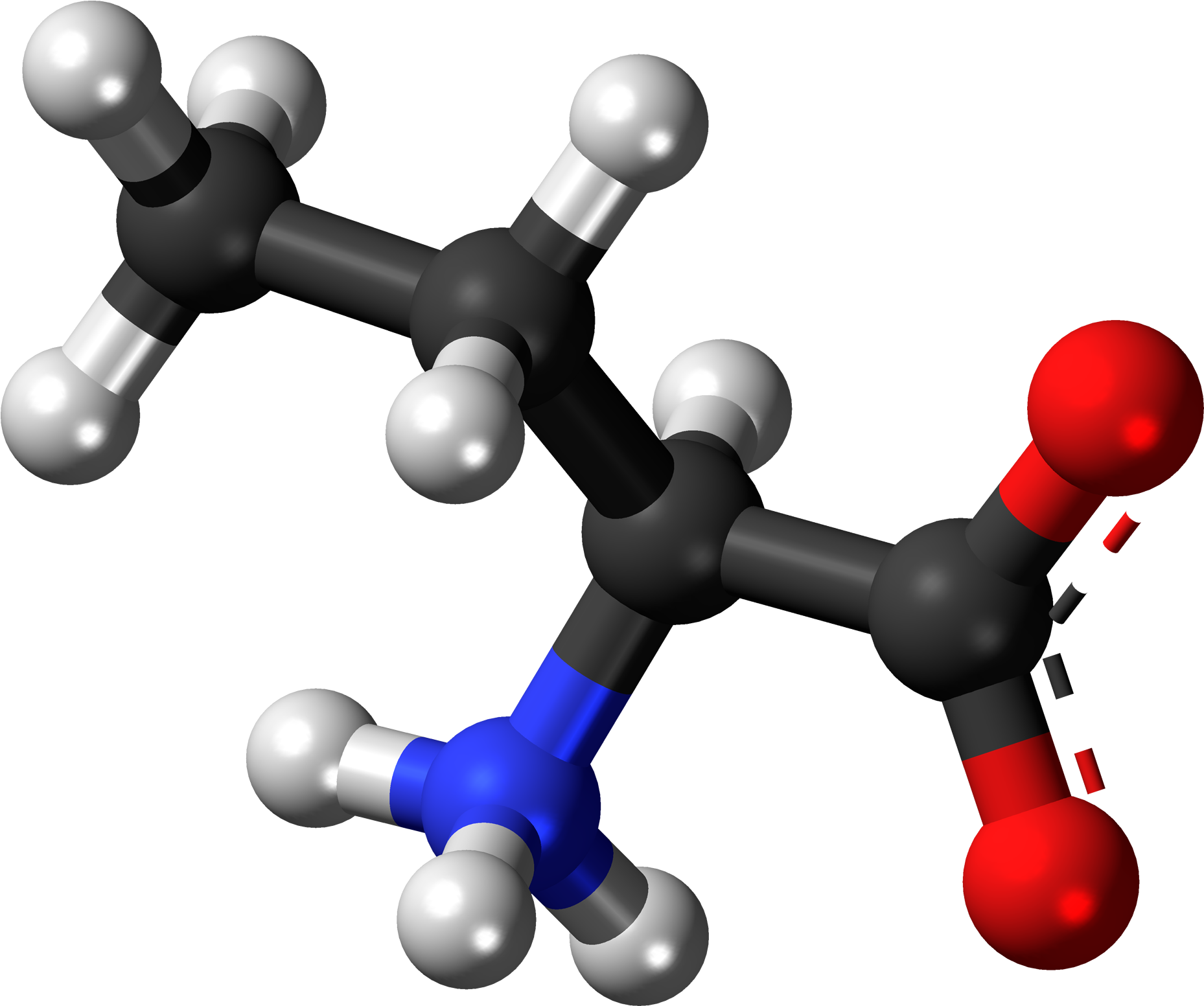 L Butyrine Zwitterion 3d Balls Clipart (2000x1695), Png Download