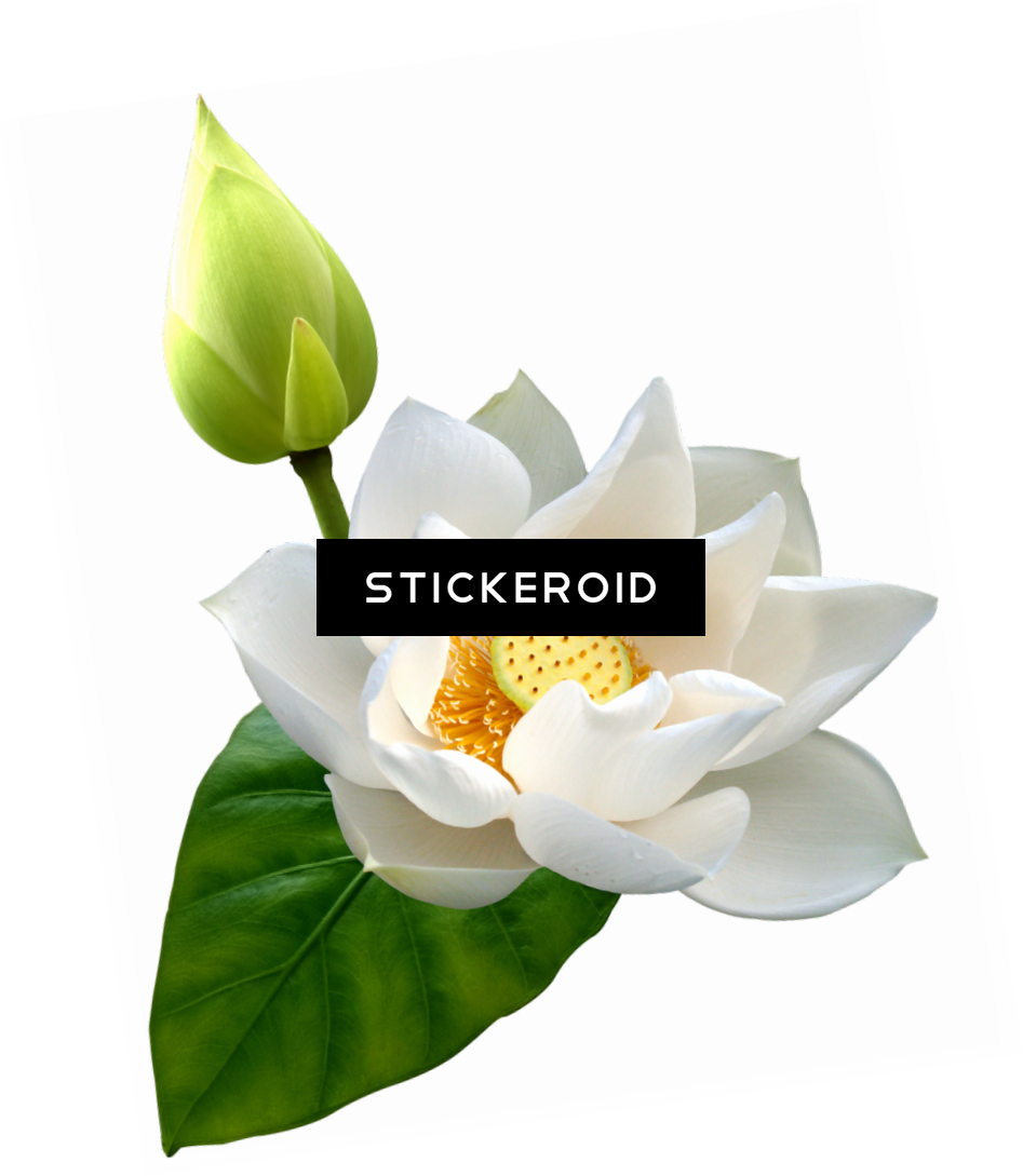 Lotus Hd Flower Clipart (947x1089), Png Download