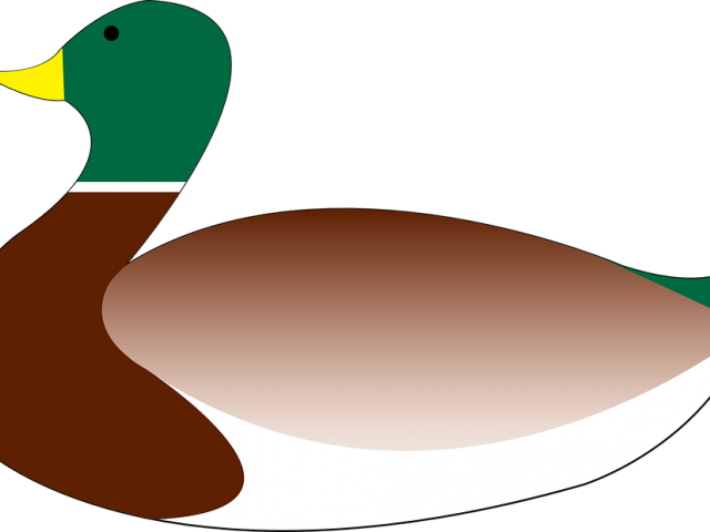 Mallard Clipart Transparent - Png Download - Full Size Clipart