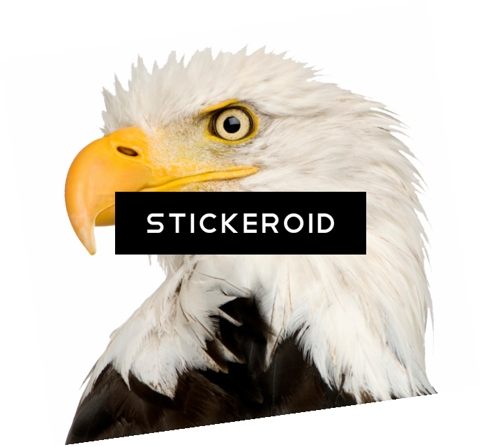 Eagle Head Clipart (691x641), Png Download
