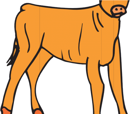 Calf Cliparts - Png Download (640x480), Png Download