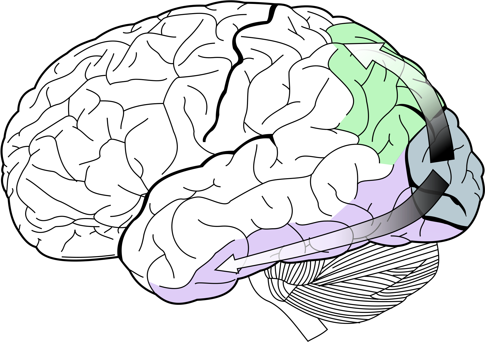 2000px Ventral Dorsal Streams Clipart (2000x1428), Png Download