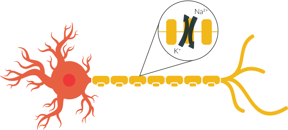 By Zooming In Far Enough, We Can Observe Ion Channels Clipart (1000x500), Png Download