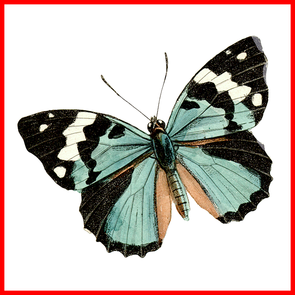 Best Babochki Png Creative Nn Albiny Rasseinoj Diy Clipart (1030x1030), Png Download