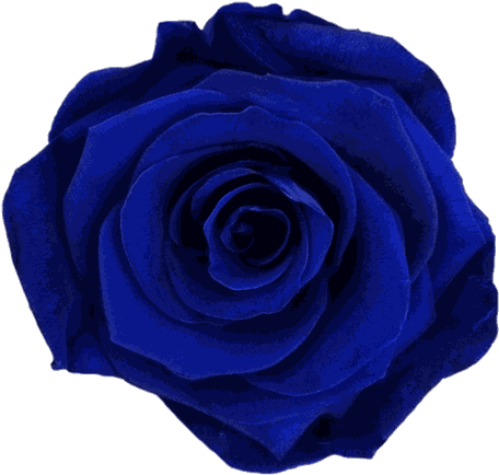 Dark-blue Rose Clipart (560x700), Png Download