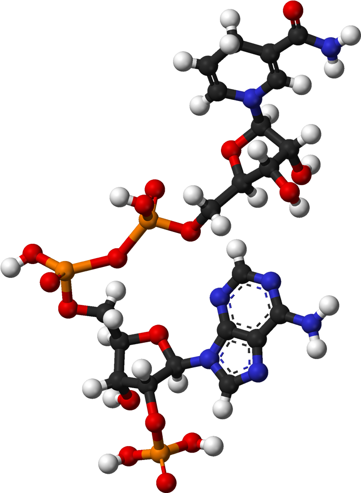 Ball And Stick Model Of Nadph Clipart (831x1100), Png Download