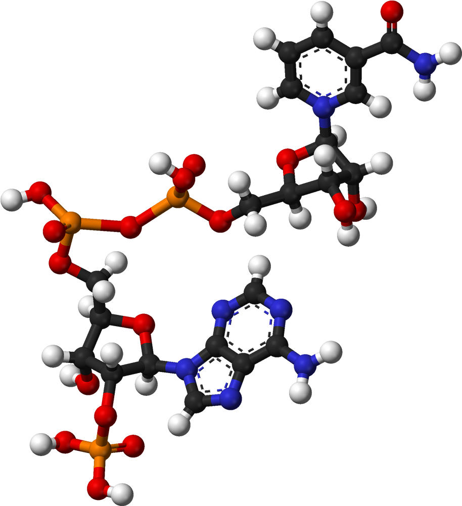 Ball And Stick Model Of Nadp Clipart (1013x1100), Png Download