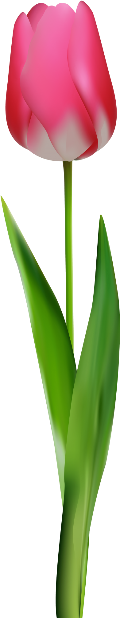 Download Pink Tulip Clipart Png Photo Transparent Png (480x2032), Png Download