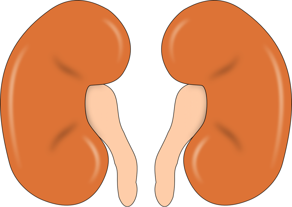 So, When Someone Has A Kidney Problem Their Bones Also Clipart (975x691), Png Download