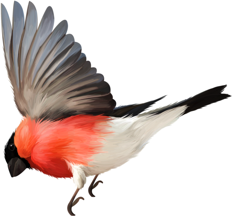 Drawn Feather Cardinal Clipart (800x745), Png Download