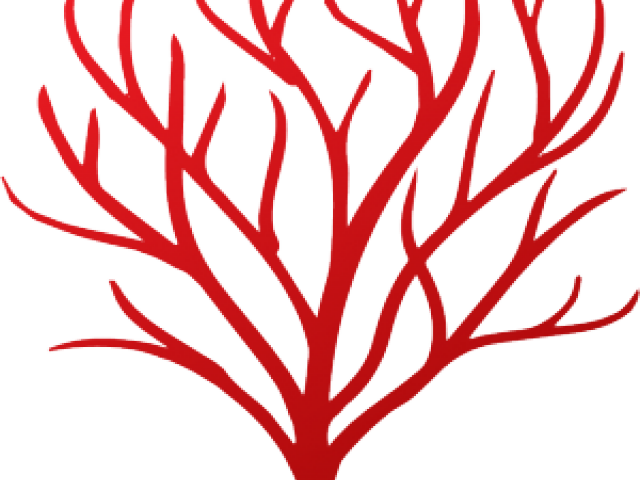 Coral Clipart Red Coral - Png Download (640x480), Png Download