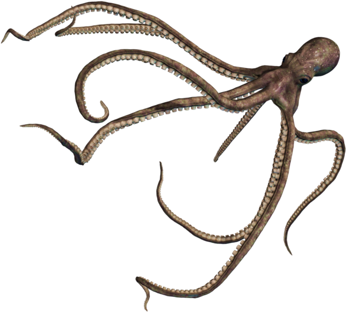 Octopus Free Clipart Hd - Png Download (800x688), Png Download